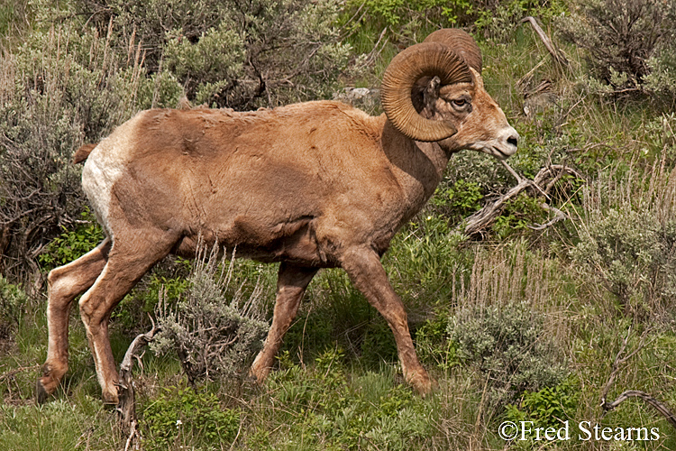 Yellowstone NP amar Valley Big Horn Sheep